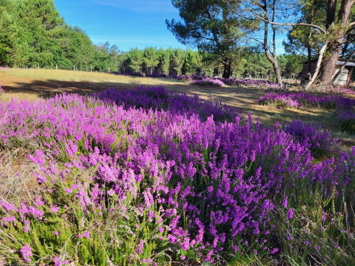 Domaine De La Sarrotte Bed & Breakfast Saugon Dış mekan fotoğraf